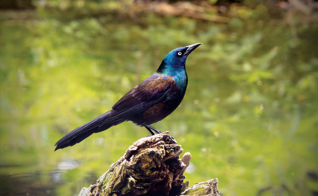 Common grackles are ground feeders of grain and insects. (Photo: Christopher R Mazza / iStock / Getty Images Plus / Getty Images)