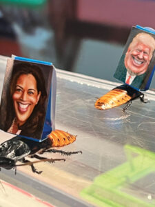 Place your bets: Two Madagascar hissing cockroaches (Gromphadorhina portentosa) raced as part of the Presidential Candidate Cockroach Derby, each with a caricature of the presidential candidates glued to its back. The winner? According to NJPMA Executive Director Len Douglen, “Kamala Harris started slow, but overtook Donald Trump to win the race handily.” PHOTO: NEW JERSEY PEST MANAGEMENT ASSOCIATION
