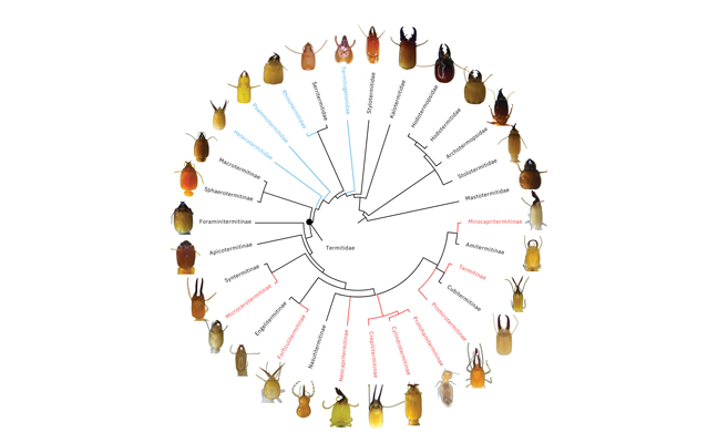 Termite photos courtesy of T. F. Carrijo, P. Eggleton, G. Josens, S. Hellemans, C. M. Kalleshwaraswamy, M. M. Rocha, R. H. Scheffrahn and J. Šobotník.