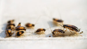 Photo: Dmitriydanilov / iStock / Getty Images Plus / Getty Images