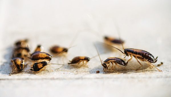 Photo: Dmitriydanilov / iStock / Getty Images Plus / Getty Images