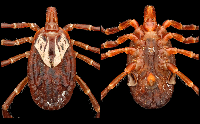 The Gulf Coast tick, Amblyomma maculatum.