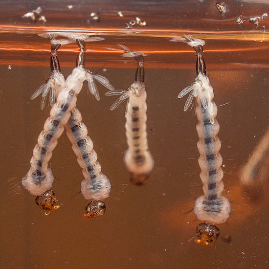 Photo: PestWorld.org