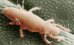 Straw itch mite (Pyemotes tritici). (Photo: Eric Erbe, USDA Agricultural Research Service, Bugwood.org)