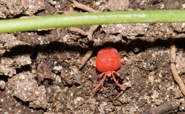 Chigger (Trombiculidae). Photo: Susan Ellis, Bugwood.org