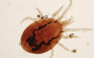 Tropical rat mite(Ornithonyssus bacoti). (Photo: 023 Dumitrache, Györke, Julien, Kondratjeva and Cadiergues)