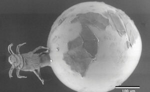 This P. herfsi female has an enlarged abdomen, known as physogastrism. (Photo: J. Med. Entomol. 43(3): 610Ð613 (2006))