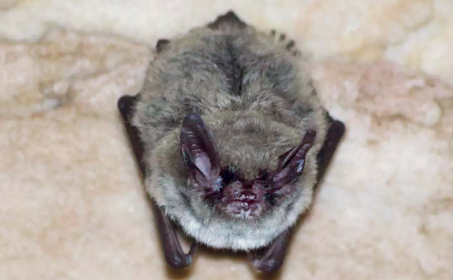 Myotis septentrionalis also is known as the northern myotis. (Photo: Dave Thomas / U.S. Fish & Wildlife)