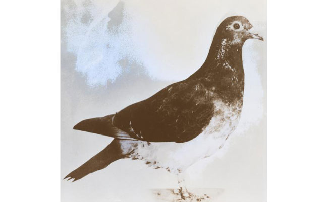 IMAGE: USDA-NAL COLLECTION