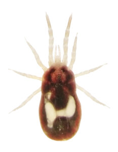 Northern fowl mite(Ornithonyssus sylviarum). Photo: Protasov AN/shutterstock.com