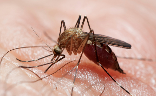 The aggressive, day-biting woodland pool mosquito (Ochlerotatus canadensis) is a known vector of several diseases, including West Nile virus and dog heartworm (Dirofilaria immitis). PHOTO: GENE WHITE