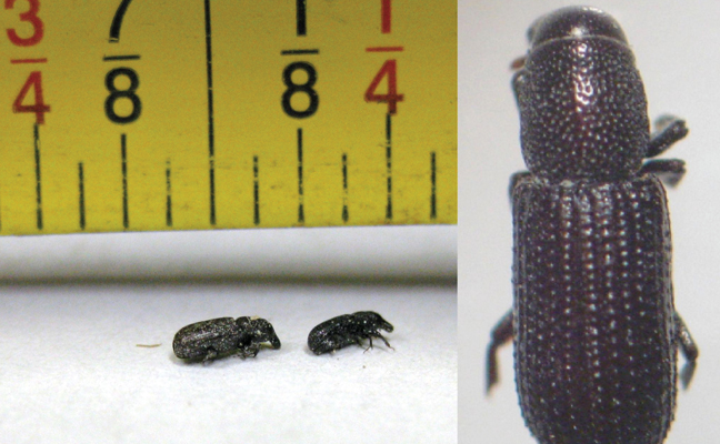 Fig. 1 Adult Eastern wood weevils (Hexarthrum ulkei). PHOTO: DR. MOHAMMED EL DAMIR
