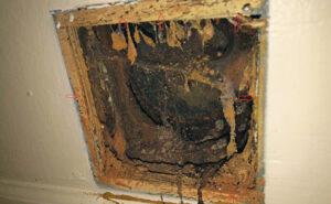 Fig. 4 Wood damage beneath wood panels caused by Eastern wood weevils. PHOTO: DR. MOHAMMED EL DAMIR