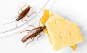 Two German cockroaches enjoy a cookie with pineapple filling. (PHOTO: SMUAY / ISTOCK / GETTY IMAGES PLUS)