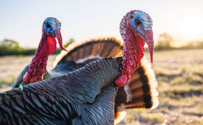 Turkeys have three times better vision than humans. They can also see in color, and their eyesight covers 270 degrees. Source: World Animal Protection (Photo: Cavan Images / iStock / Getty Images Plus / Getty Images)