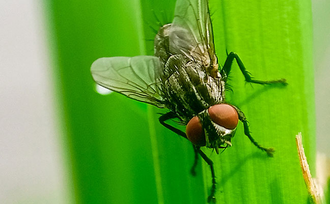 The New World Screwworm fly. (Photo: Ramdan Fatoni / iStock / Getty Images / Getty Images Plus)