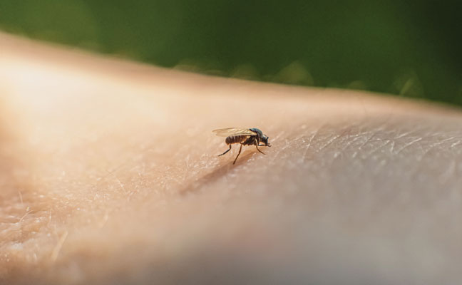 A midge on human skin. (Photo: iiievgeniy / iStock / Getty Images Plus / getty images)