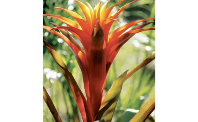 One could make the case that this Guzmania bromeliad features “axils of evil.” (Photo: NoDerog / E+ / Getty Images)