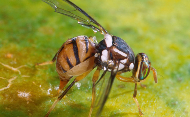 The oriental fruit fly (Bactrocera dorsalis). PHOTO COURTESY OF USDA