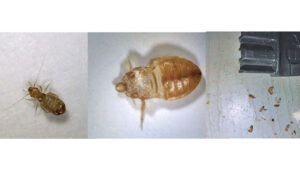 (From left) Booklouse (Psocoptera), a shed skin of a bed bug (Cimex lectularius) and death watch beetles (Xestobium rufovillosum). Photo: DR. MOHAMMED EL DAMIR, BCE