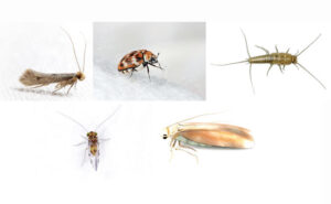(Top from left) Clothes moth (Tineidae), varied carpet beetle (Anthrenus verbasci), bristletail (Archaeognatha) (bottom from left) booklouse (Pscoid) and a webbing clothes moth (Tineola bisselliella). GETTY IMAGES: MAXIPHOTO, ULADZIMIR ZUYEU, HEATHER BROCCARD-BELL, TOMASZ KLEJDYSZ, DIGITALG, 3DRENDERINGS / ISTOCK / GETTY IMAGES PLUS