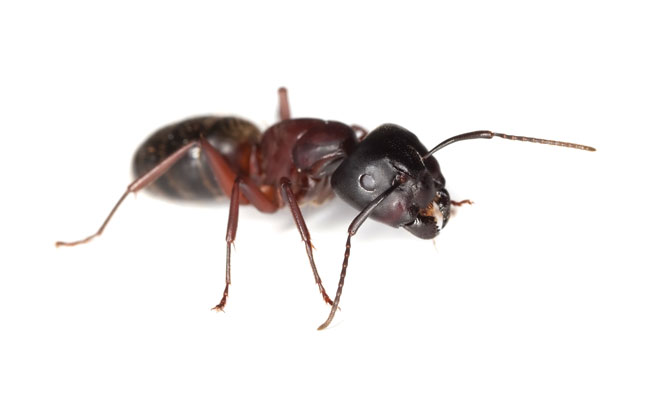 Carpenter ants (Camponotus spp.) PHOTO: HENRIK_L / ISTOCK / GETTY IMAGES PLUS / GETTY IMAGES