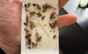As they are in so many accounts, German cockroaches (Blattella germanica) can be unwanted guests in museums, too. Photo: DR. MOHAMMED EL DAMIR, BCE