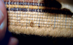Note the shed skin of a Dermestid beetle on thisrug artifact. Photo: DR. MOHAMMED EL DAMIR, BCE