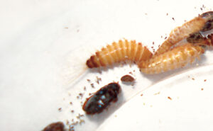 Adults and larvae of the warehouse beetle (Trogoderma variabile), a species also known as cabinet beetles. Photo: DR. MOHAMMED EL DAMIR, BCE