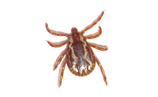 Male American dog tick. PHOTO: DR. MOHAMMED EL DAMIR, BCE