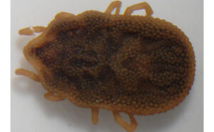 Bat ticks (Alectorobius kelleyi) are a soft-bodied species. PHOTO: DR. MOHAMMED EL DAMIR, BCE