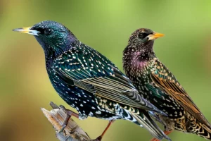 Starlings