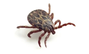 PHOTO: LEZH/E+/GETTY IMAGE