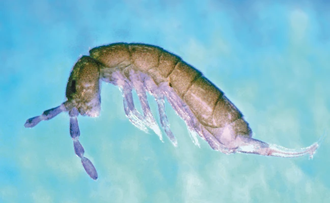 Springtails were once considered to be insects, but are now known as hexapods. PHOTO: SUSAN ELLIS, BUGWOOD.ORG