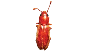The foreign grain beetle. PHOTO: DR. MOHAMMED EL DAMIR