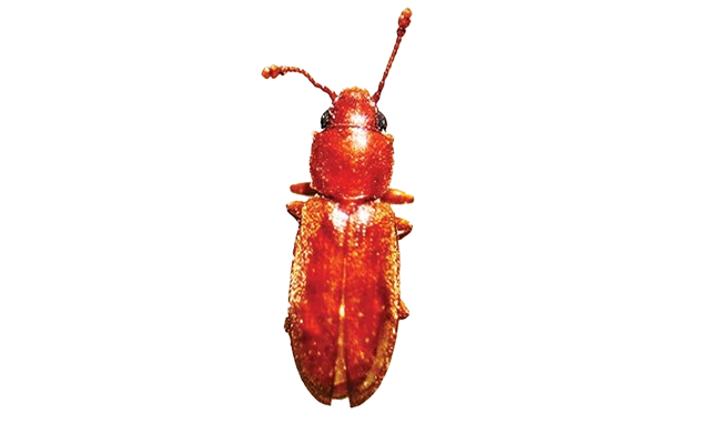 The foreign grain beetle. PHOTO: DR. MOHAMMED EL DAMIR