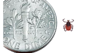 An adult female black-legged tick next to a dime.