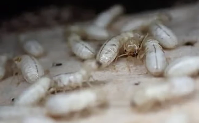 Drywood termite colony. PHOTO: DONG-HWAN CHOE/UCR