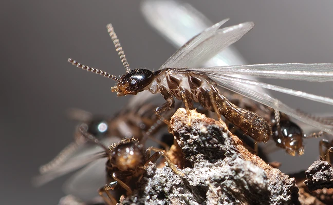 Eastern subterranean termite reproductive swarmers. PHOTO: © GENE WHITE