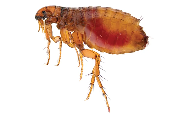 Cat fleas are a hardy species. PHOTO: COOPDER1 / E+ / GETTY IMAGES