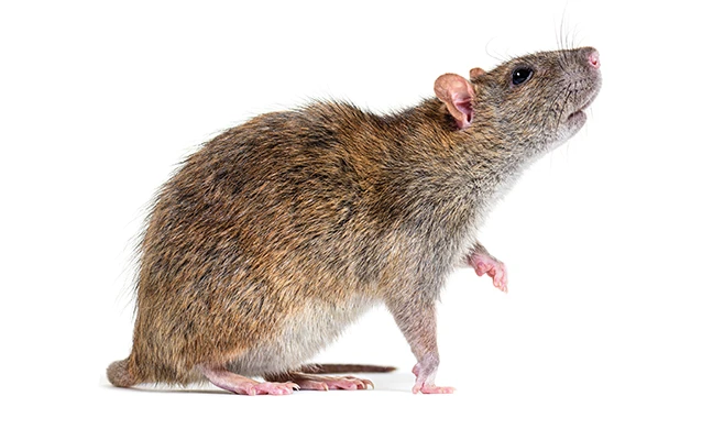 We may joke about the political “rats” in Washington, but there is a literal rodent problem in our nation’s capital. PHOTO: GLOBALP / ISTOCK / GETTY IMAGES PLUS / GETTY IMAGES