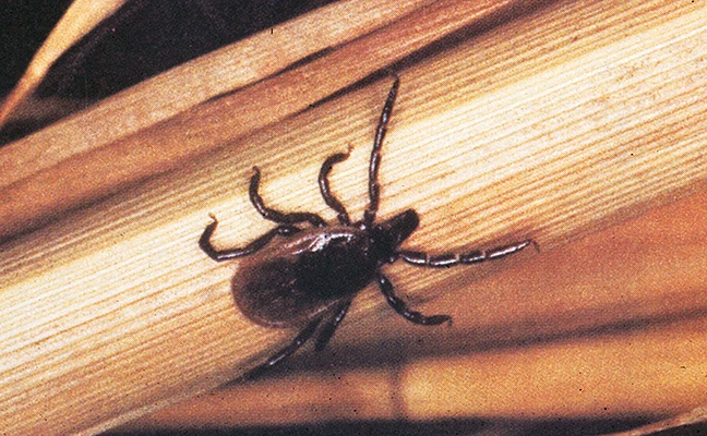 Blacklegged tick (Ixodes scapularis). PHOTO: MAT POUND, USDA AGRICULTRUAL RESEARCH SERVICE, BUGWOOD. ORG
