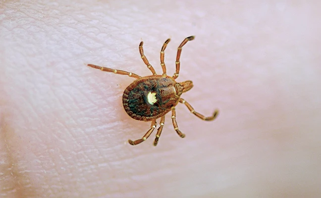 Lone star tick (Amblyomma americanum). PHOTO: DR. MOHAMMED EL DAMIR
