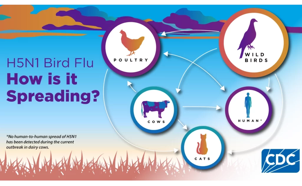 CDC graphic showing how animals carry avian flu