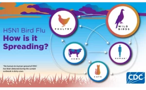 CDC graphic showing how animals carry avian flu