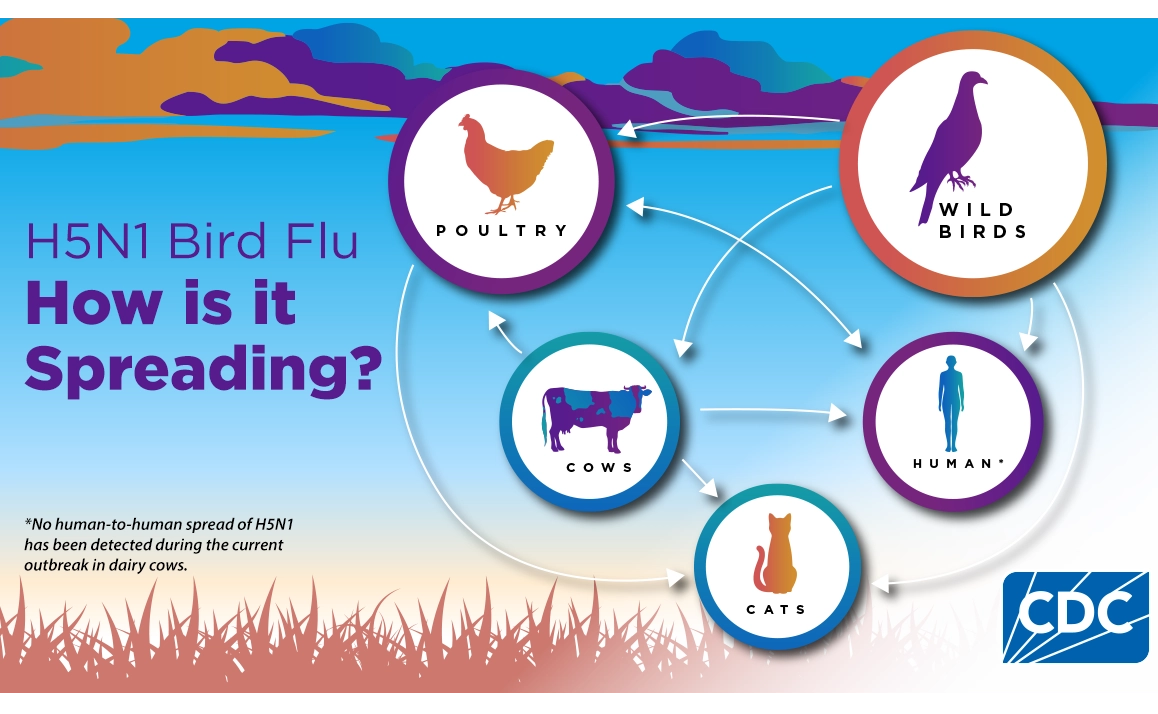 CDC graphic showing how animals carry avian flu