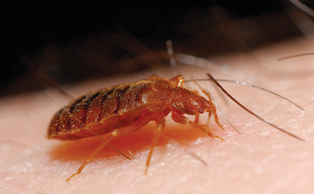 PHOTO: © GENE WHITE