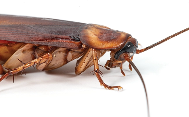 PHOTO: © GENE WHITE