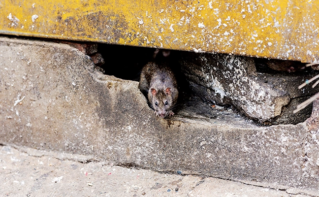 Make use of today’s technologies to optimize your rodent program. PHOTO: CHANAWAT PHADWICHIT / ISTOCK / GETTY IMAGES PLUS / GETTY IMAGES
