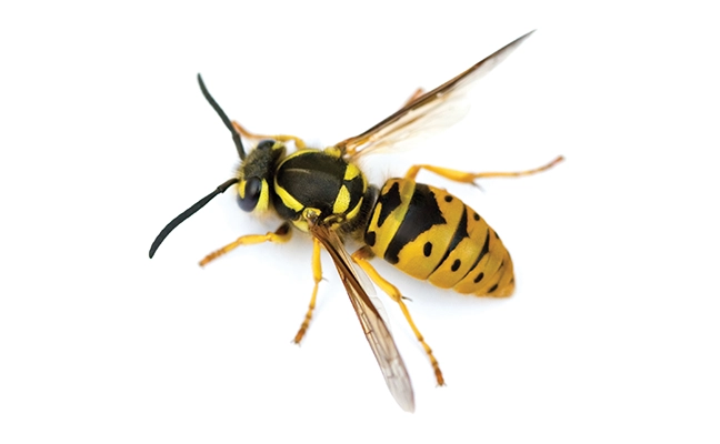 Eastern yellowjacket queen (Vespula maculifrons) PHOTO: EPANTHA / ISTOCK / GETTY IMAGES PLUS / GETTY IMAGES